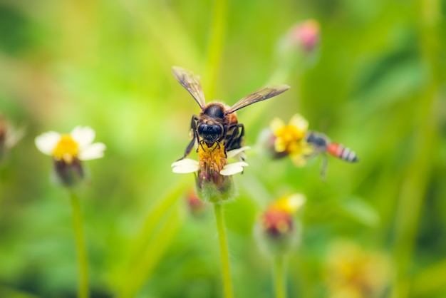 a Bee perched on the beautiful flower