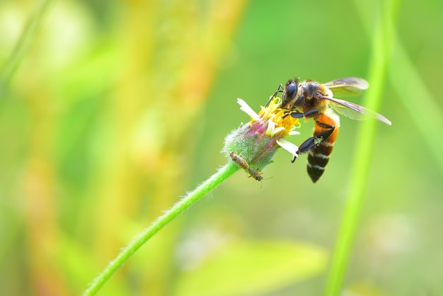 a Bee perched on the beautiful flower