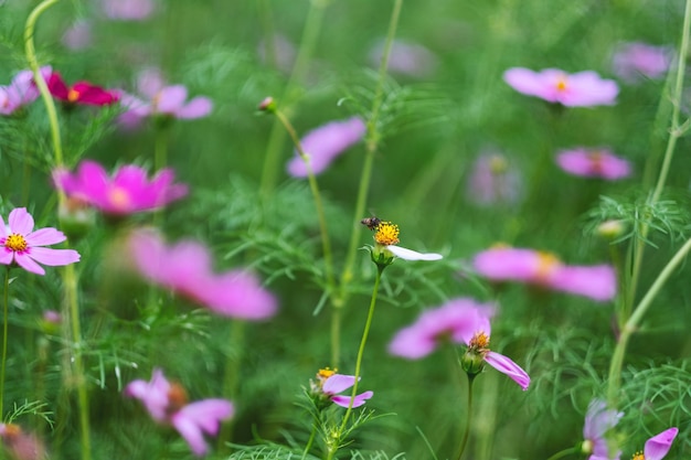 정원에서 꿀벌과 분홍색 코스모스 꽃