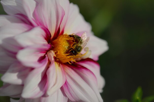 Bee on a pink dahlia flower close up macro