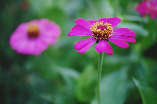 Foto un'ape sul fiore rosa