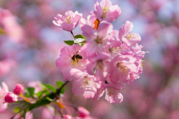 Foto un'ape su un fiore rosa