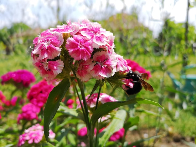 Photo bee on the pink and white flower. summer time. blurred background.