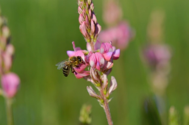 Bee on a pink wildflower in nature pollinatung