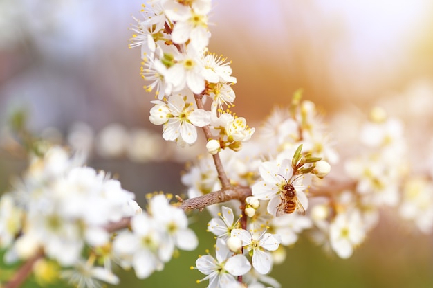 Bee on a plums or prunes on full bloom of white flowers in early spring in nature. selective focus. flare