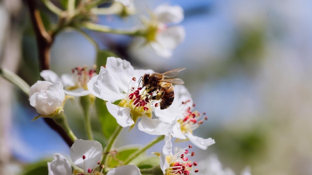 写真 蜂は春のクローズアップで咲く花を花粉症にします