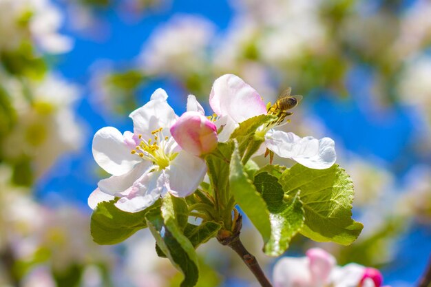 Bee pollinates apple tree branches blossom blooming beautiful white flowers