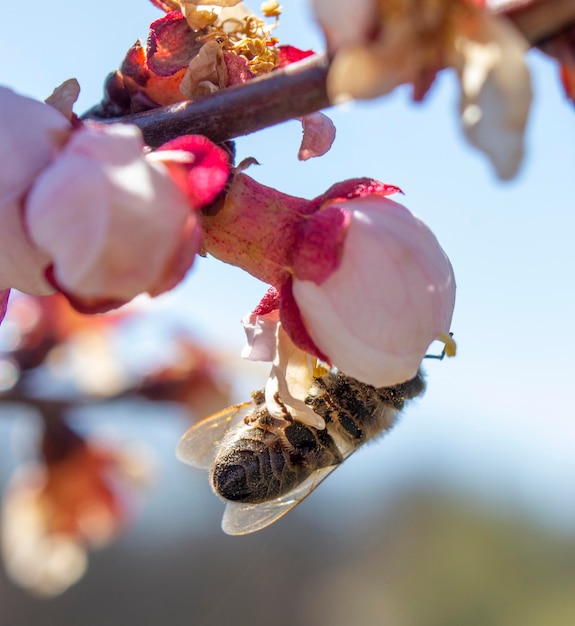 The bee pollinates the apricot flower spreading monilia fungus by insects including bees The problem of infection with fungal diseases