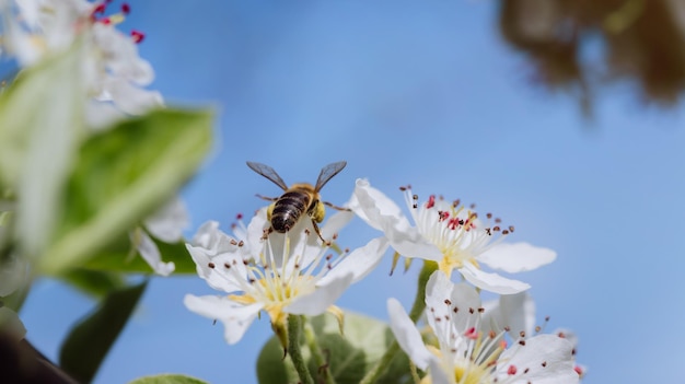 Bee pollinates a blooming flower in spring closeup
