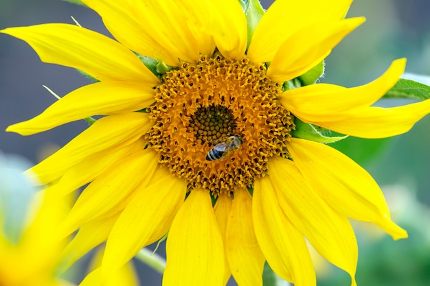 Bee pollinates blooming sunflower close-up. Agronomy, agriculture and botany.