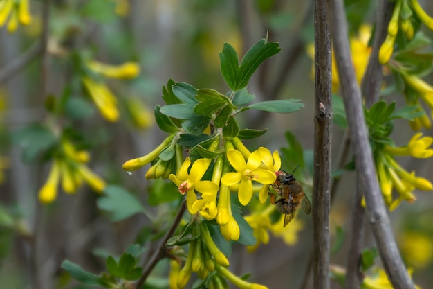 Bee pollinates currant flower in garden