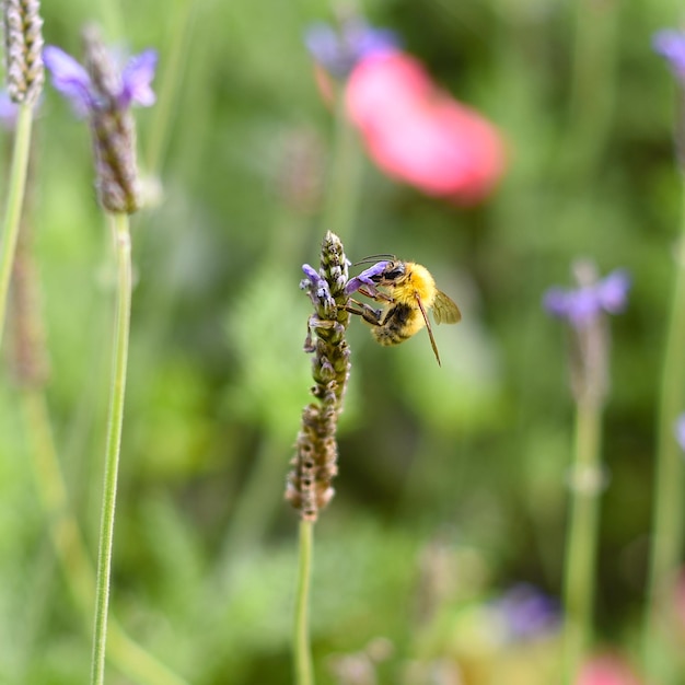 Bee pollinates flower on an autumn day