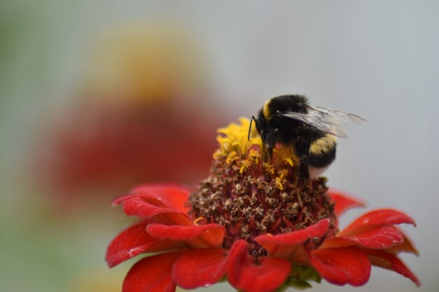 Bee pollinates flower in garden