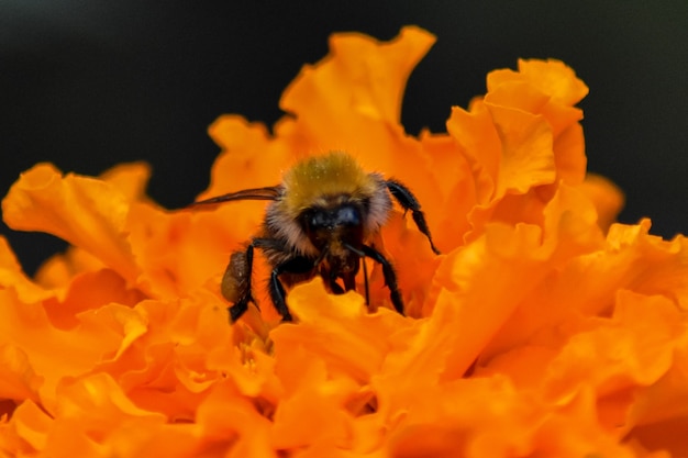 bee pollinates flower in garden
