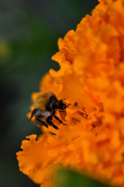 bee pollinates flower in garden