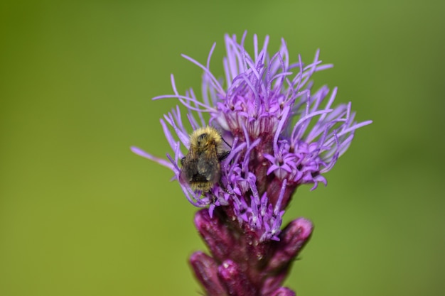 Bee pollinates flower in summer garden