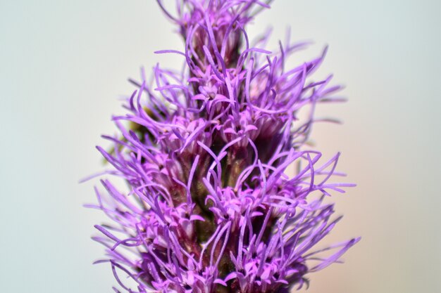 Bee pollinates flower in summer garden