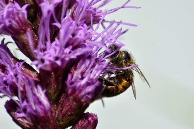 Bee pollinates flower in summer garden