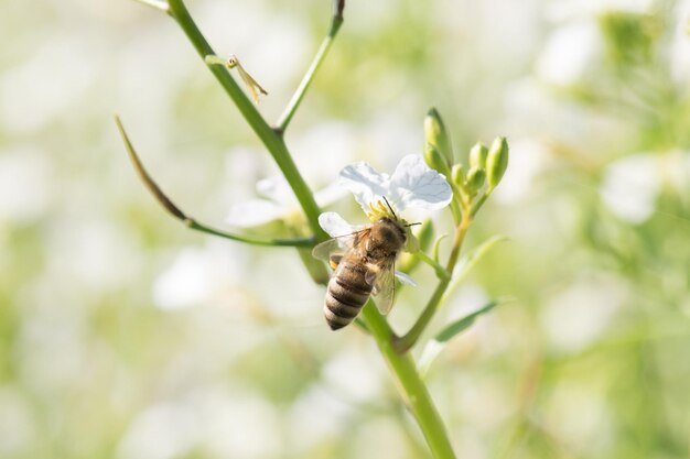 Bee pollinates flowers in a honey field