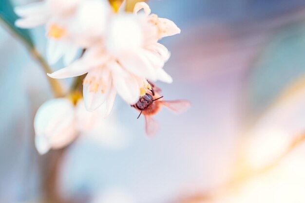 Bee pollinates mandarin flowers