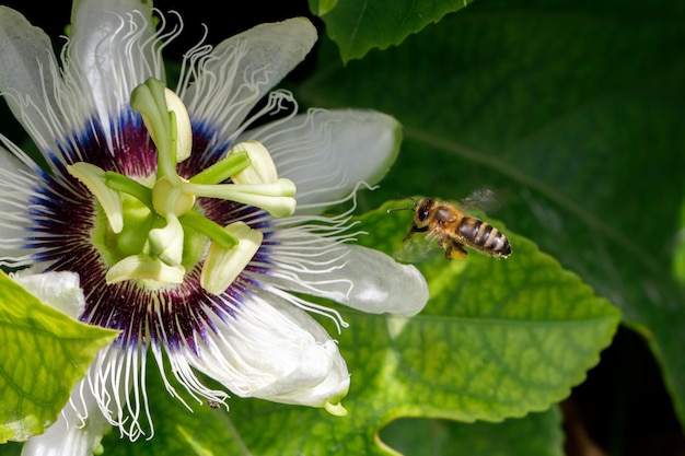 ミツバチがパッションフルーツの花に受粉する クローズアップを想像してみてください