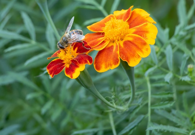 ミツバチがマリーゴールドの花に受粉する マクロ写真