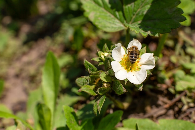 ミツバチは庭のイチゴの花に受粉します