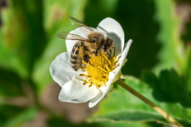 The bee pollinates the strawberry flower Insect on a white flower