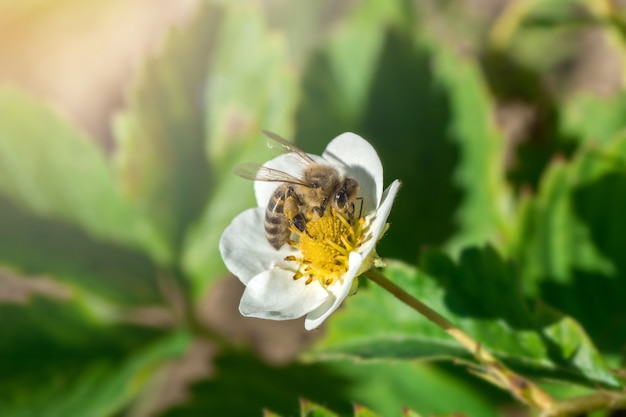 The bee pollinates the strawberry flower. Insect on a white flower.