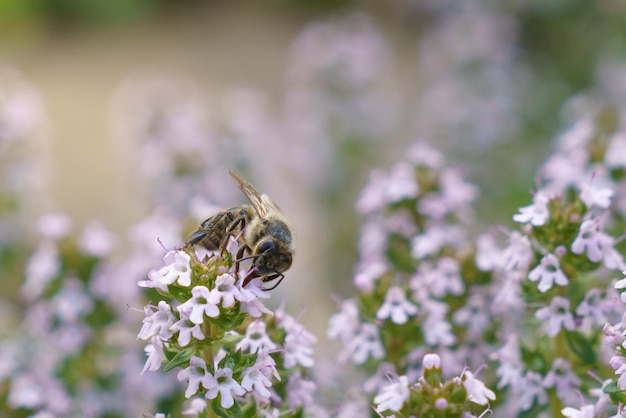 The bee pollinates the thyme flowers