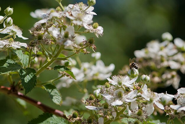 Foto le api impollinano il fiore di mela