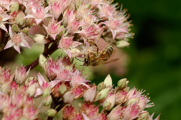 Photo bee pollinating arsenia