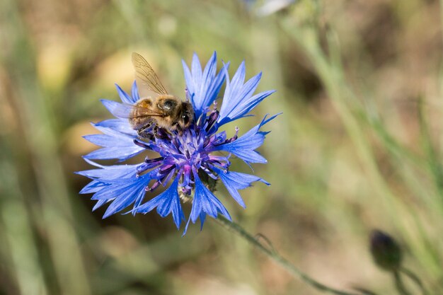 Bee pollinating blue cornflower in the spring on the field