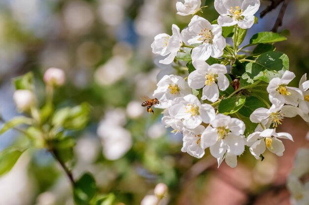 Bee pollinating branch of spring apple tree with white flowers