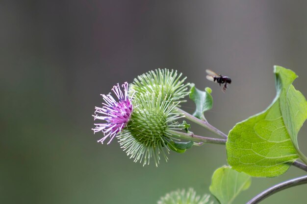 ブラジルのセラ・ダ・マンティケイラにあるバドックの花を授粉するミツバチ Arctium種