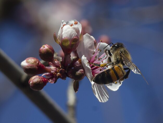 bee pollinating a cherry blossom