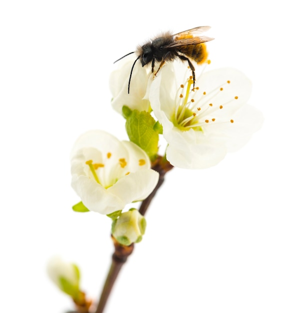 Ape che impollina un fiore - apis mellifera, isolato su bianco