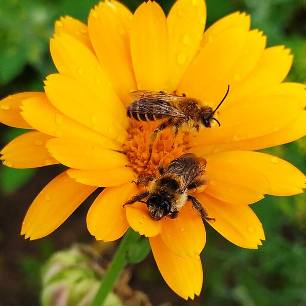 Bee pollinating flower