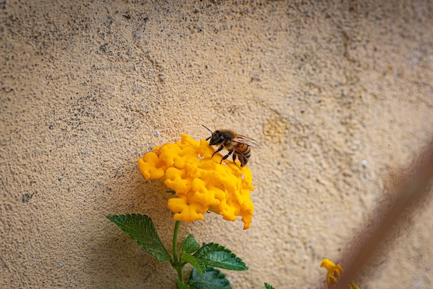 사진 꿀벌 pollinating 꽃