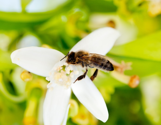 Ape che impollina il fiore del fiore d'arancio in primavera