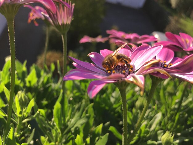 Bee pollinating on pink flower