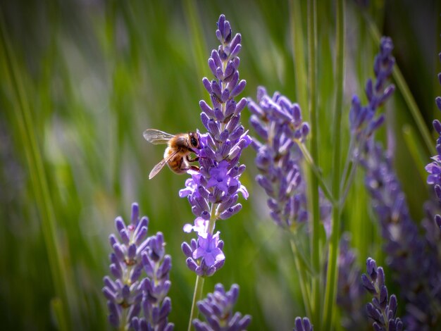 Bee pollinating on purple flower