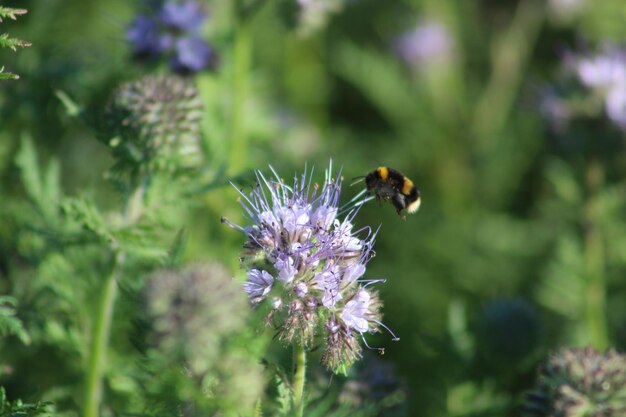 Bee pollinating on purple flower