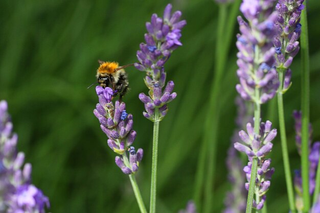 Photo bee pollinating on purple flower