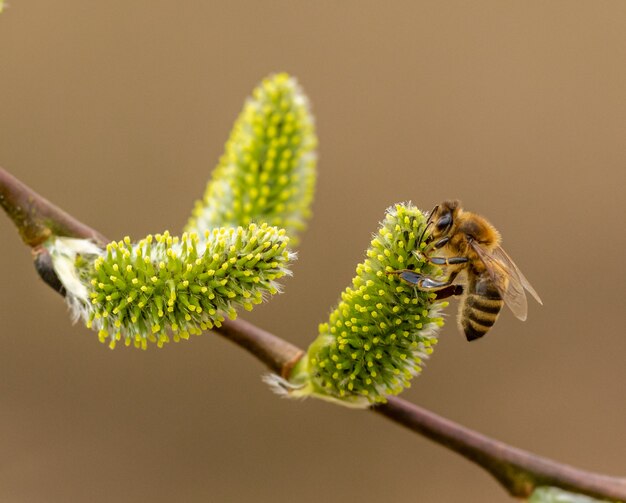 Bee pollinating on pussy willows