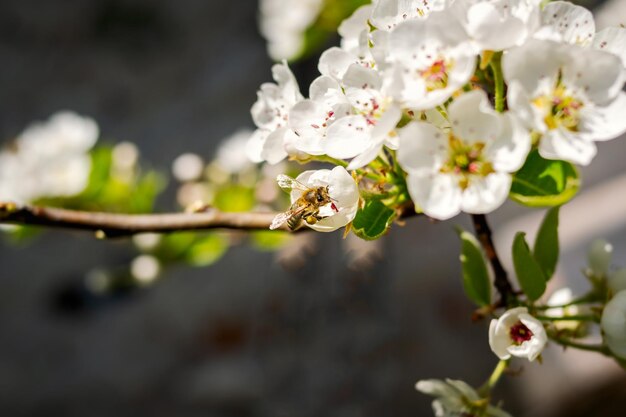 写真 晴れた日に白いリンゴの花を受粉する蜂