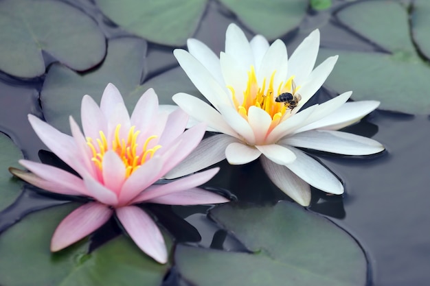 Bee pollinating white and pink lotus flower on water