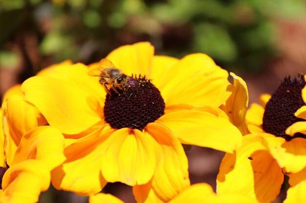 Bee pollinating on a yellow coneflower