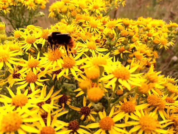 Bee pollinating on yellow flower