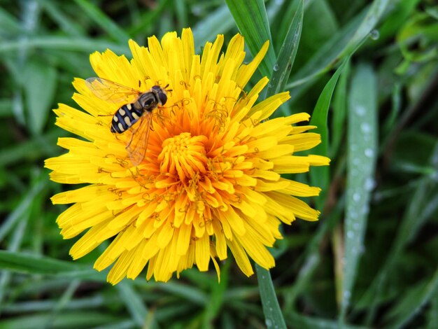 Bee pollinating on yellow flower